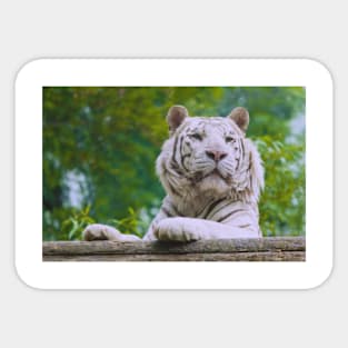 White Tiger (Soft) Sticker